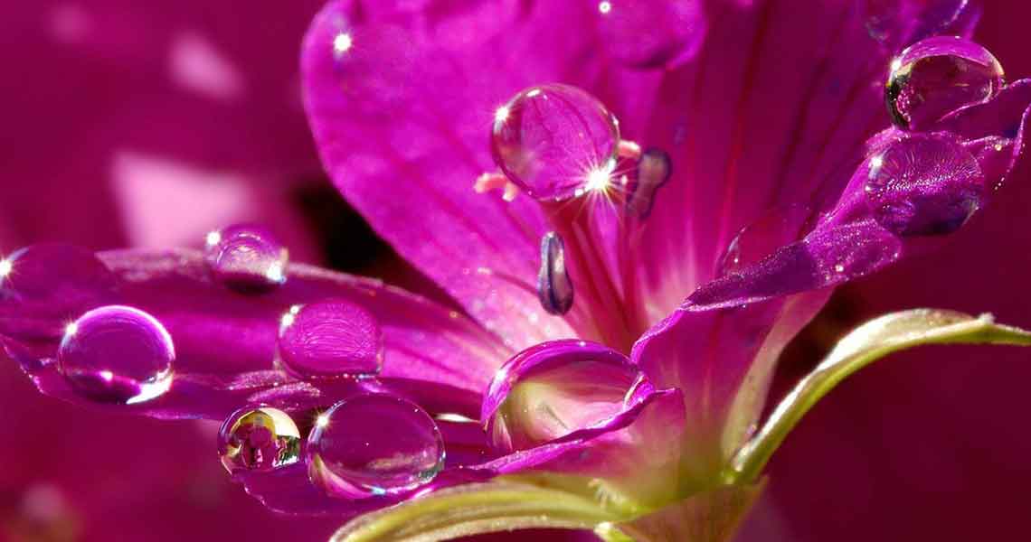 Fiore